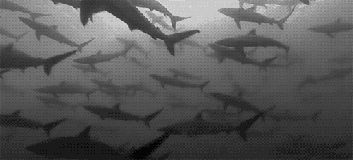 1. Shark swimming
