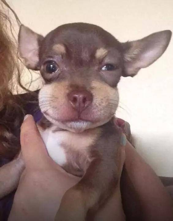 Dogs, photos, cute, regret, swollen faces, curosity, trouble, funny, foolish, cute dogs