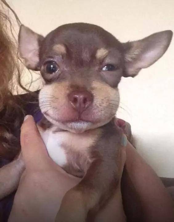 dogs, photos, cute, regret, swollen faces, curosity, trouble, funny, foolish, cute dogs