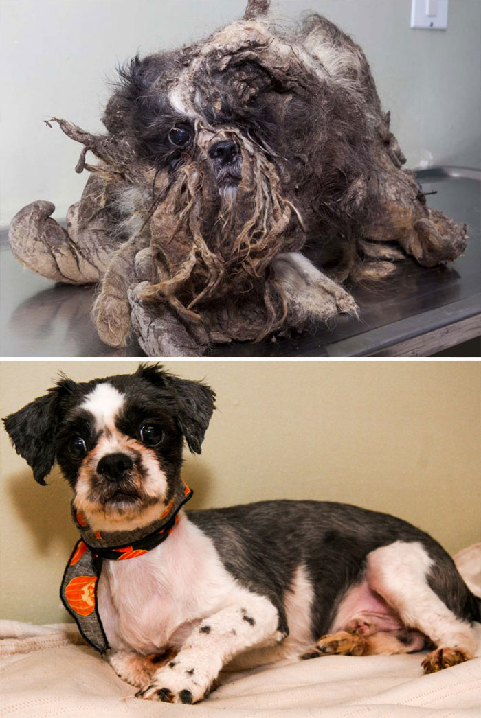 homeless animal day, dog rescued, animal rescued, dog rescue stories, heart breaking dog rescue, heart warming dog rescue, rescued dogs, cute dogs, poor dogs, humanity