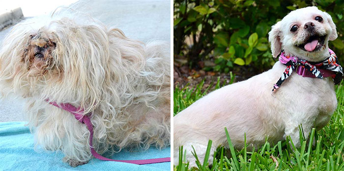 homeless animal day, dog rescued, animal rescued, dog rescue stories, heart breaking dog rescue, heart warming dog rescue, rescued dogs, cute dogs, poor dogs, humanity