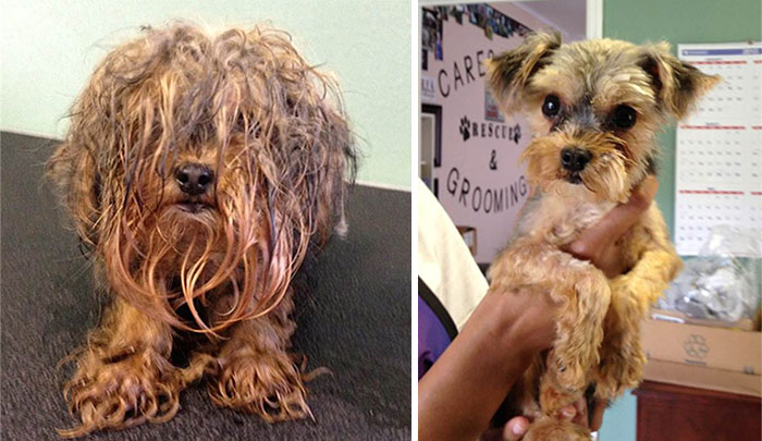 homeless animal day, dog rescued, animal rescued, dog rescue stories, heart breaking dog rescue, heart warming dog rescue, rescued dogs, cute dogs, poor dogs, humanity