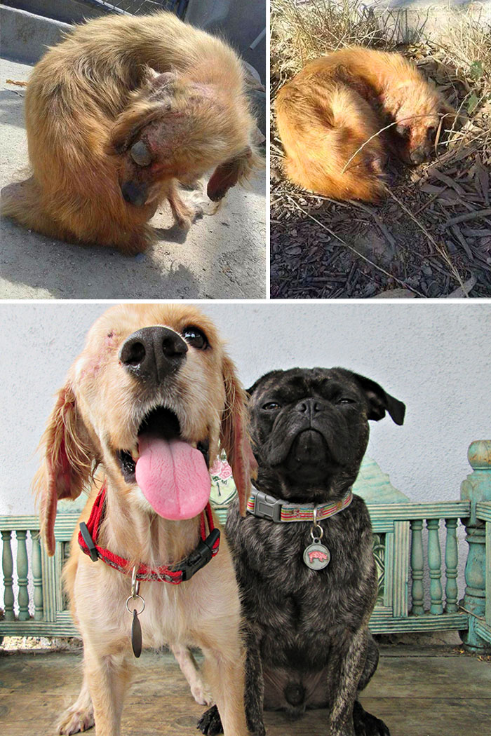 homeless animal day, dog rescued, animal rescued, dog rescue stories, heart breaking dog rescue, heart warming dog rescue, rescued dogs, cute dogs, poor dogs, humanity