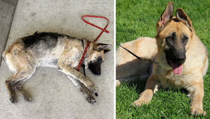 homeless animal day, dog rescued, animal rescued, dog rescue stories, heart breaking dog rescue, heart warming dog rescue, rescued dogs, cute dogs, poor dogs, humanity
