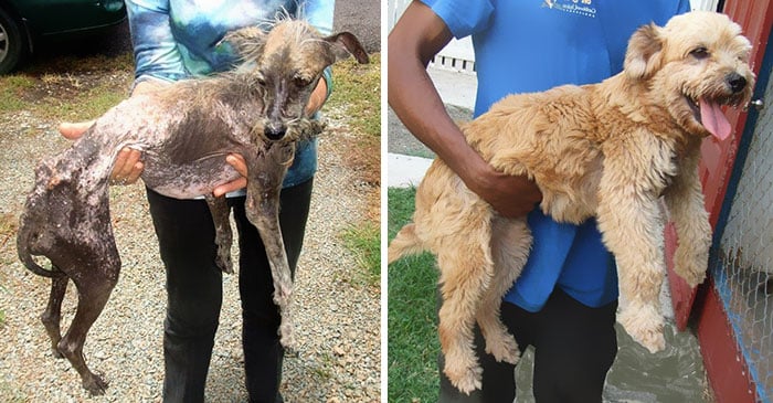 Homeless animal day, dog rescued, animal rescued, dog rescue stories, heart breaking dog rescue, heart warming dog rescue, rescued dogs, cute dogs, poor dogs, humanity