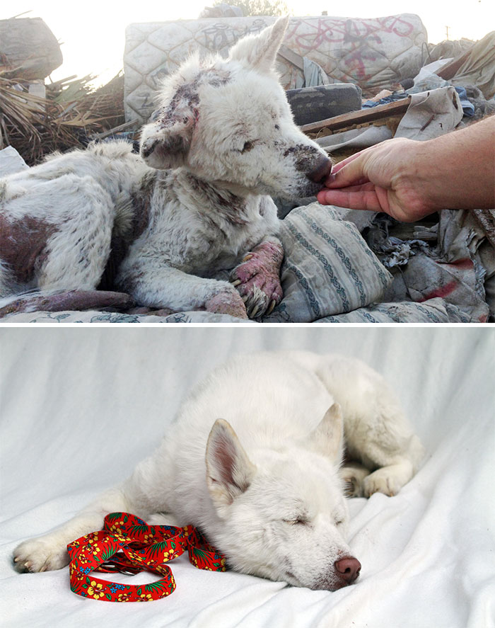 homeless animal day, dog rescued, animal rescued, dog rescue stories, heart breaking dog rescue, heart warming dog rescue, rescued dogs, cute dogs, poor dogs, humanity