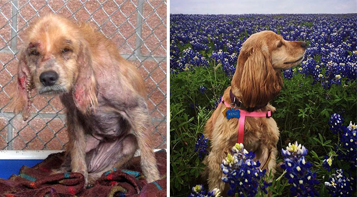 homeless animal day, dog rescued, animal rescued, dog rescue stories, heart breaking dog rescue, heart warming dog rescue, rescued dogs, cute dogs, poor dogs, humanity