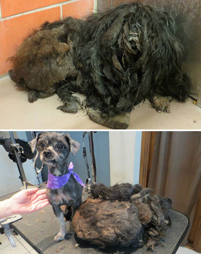 homeless animal day, dog rescued, animal rescued, dog rescue stories, heart breaking dog rescue, heart warming dog rescue, rescued dogs, cute dogs, poor dogs, humanity