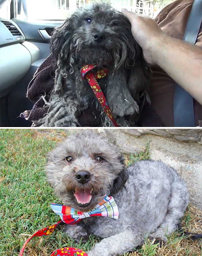 homeless animal day, dog rescued, animal rescued, dog rescue stories, heart breaking dog rescue, heart warming dog rescue, rescued dogs, cute dogs, poor dogs, humanity