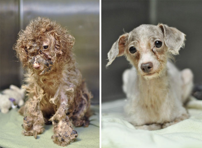 homeless animal day, dog rescued, animal rescued, dog rescue stories, heart breaking dog rescue, heart warming dog rescue, rescued dogs, cute dogs, poor dogs, humanity