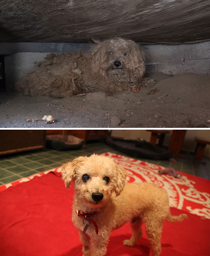homeless animal day, dog rescued, animal rescued, dog rescue stories, heart breaking dog rescue, heart warming dog rescue, rescued dogs, cute dogs, poor dogs, humanity