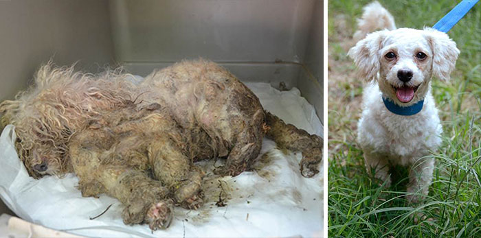homeless animal day, dog rescued, animal rescued, dog rescue stories, heart breaking dog rescue, heart warming dog rescue, rescued dogs, cute dogs, poor dogs, humanity