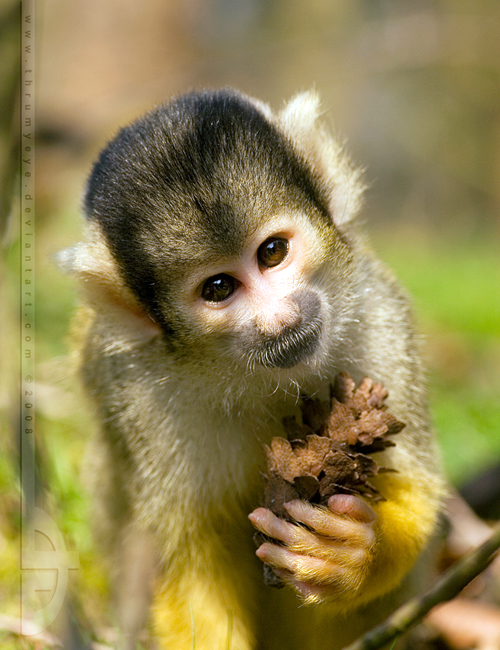 18 Most Innocent And Cute Baby Monkeys 12 Steal My Heart Reckon Talk