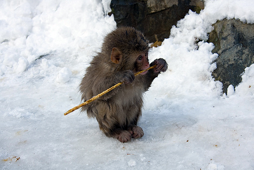 adorable, animals, babies, baby, collections, cute, funny, furrytalk, humor, life, mammels, monkey, monkeys, photography, pictures, playing, sweet, wild, wildlife, cute baby monkeys, lol, wtf, omg, cute animal baby, adorable baby monkeys