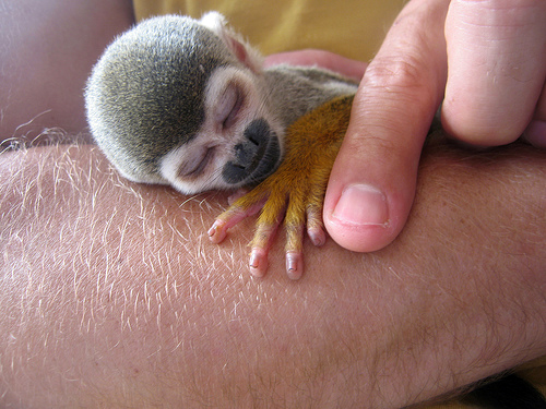 18 Most Innocent And Cute Baby Monkeys 12 Steal My Heart Reckon Talk