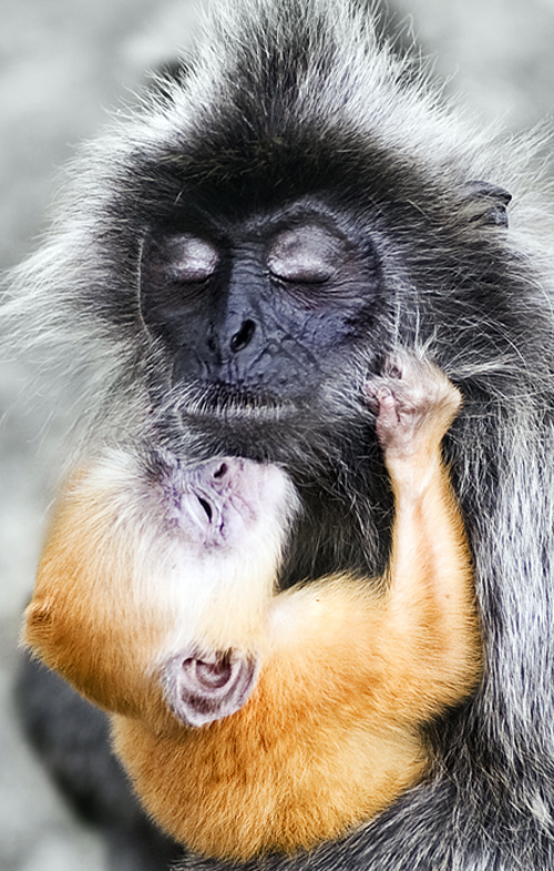 18 Most Innocent And Cute Baby Monkeys 12 Steal My Heart Reckon Talk