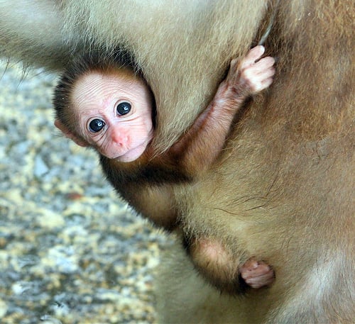 Adorable, animals, babies, baby, collections, cute, funny, furrytalk, humor, life, mammels, monkey, monkeys, photography, pictures, playing, sweet, wild, wildlife, cute baby monkeys, lol, wtf, omg, cute animal baby, adorable baby monkeys