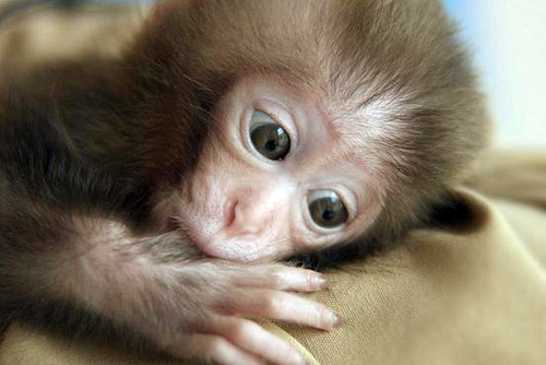 Adorable, animals, babies, baby, collections, cute, funny, furrytalk, humor, life, mammels, monkey, monkeys, photography, pictures, playing, sweet, wild, wildlife, cute baby monkeys, lol, wtf, omg, cute animal baby, adorable baby monkeys