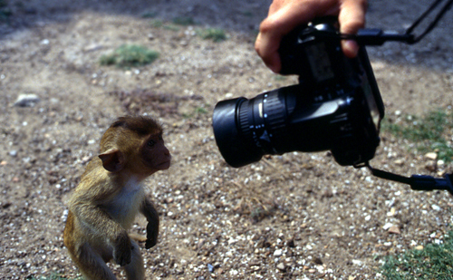 Adorable, animals, babies, baby, collections, cute, funny, furrytalk, humor, life, mammels, monkey, monkeys, photography, pictures, playing, sweet, wild, wildlife, cute baby monkeys, lol, wtf, omg, cute animal baby, adorable baby monkeys