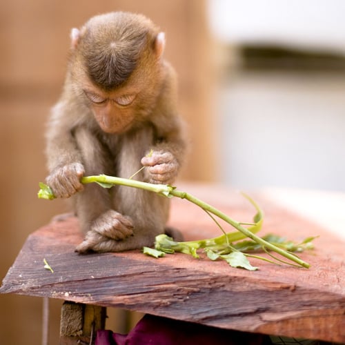 adorable, animals, babies, baby, collections, cute, funny, furrytalk, humor, life, mammels, monkey, monkeys, photography, pictures, playing, sweet, wild, wildlife, cute baby monkeys, lol, wtf, omg, cute animal baby, adorable baby monkeys