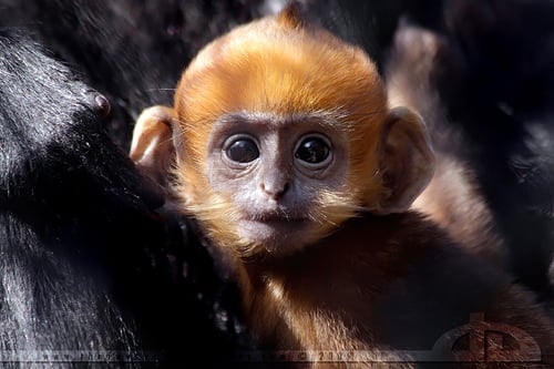 18 Most Innocent and Cute Baby Monkeys #12 Steal My Heart | Reckon Talk