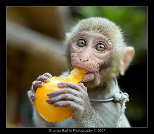 18 Most Innocent And Cute Baby Monkeys 12 Steal My Heart Reckon Talk