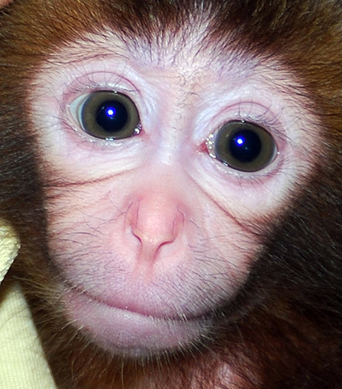adorable, animals, babies, baby, collections, cute, funny, furrytalk, humor, life, mammels, monkey, monkeys, photography, pictures, playing, sweet, wild, wildlife, cute baby monkeys, lol, wtf, omg, cute animal baby, adorable baby monkeys