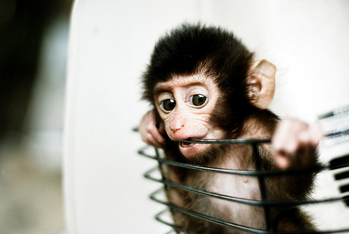 Adorable, animals, babies, baby, collections, cute, funny, furrytalk, humor, life, mammels, monkey, monkeys, photography, pictures, playing, sweet, wild, wildlife, cute baby monkeys, lol, wtf, omg, cute animal baby, adorable baby monkeys