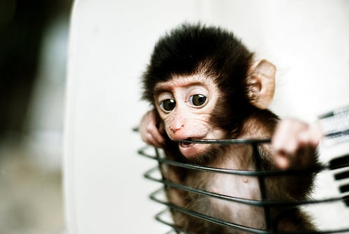 Adorable, animals, babies, baby, collections, cute, funny, furrytalk, humor, life, mammels, monkey, monkeys, photography, pictures, playing, sweet, wild, wildlife, cute baby monkeys, lol, wtf, omg, cute animal baby, adorable baby monkeys