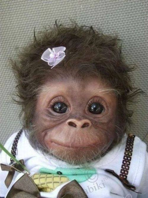 18 Most Innocent And Cute Baby Monkeys 12 Steal My Heart Reckon Talk