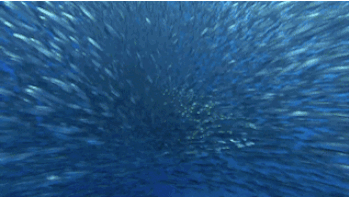 2.largest fish