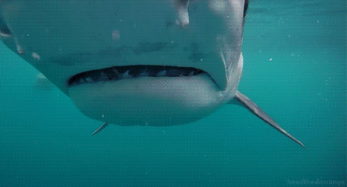 3. shark may grow over 20,000 teeth
