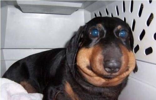 dogs, photos, cute, regret, swollen faces, curosity, trouble, funny, foolish, cute dogs