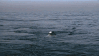 4.shark 11 tons of food every year