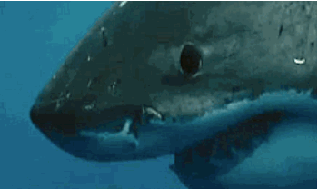 6.sharks are the top sniffers in the ocean.