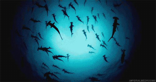 7.Hammerhead sharks
