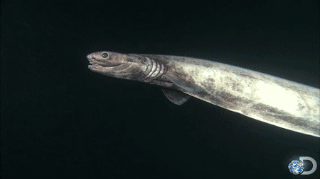 8.A frilled shark can handle being pregnant for up to 3.5 years