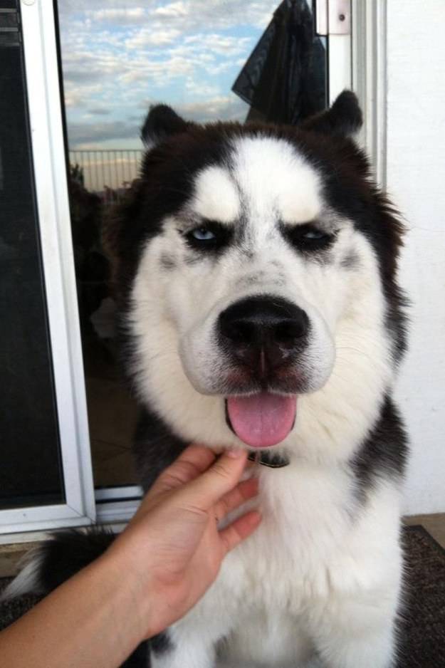 dogs, photos, cute, regret, swollen faces, curosity, trouble, funny, foolish, cute dogs