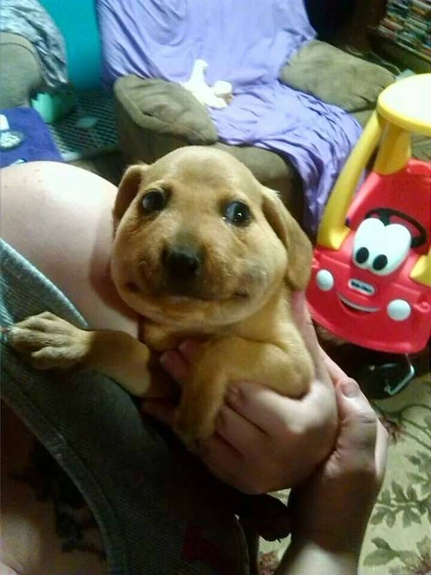 dogs, photos, cute, regret, swollen faces, curosity, trouble, funny, foolish, cute dogs