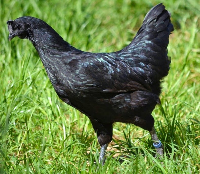 Ayam Cemani: A Rare Chicken Breed That is Black Inside Out | Reckon Talk