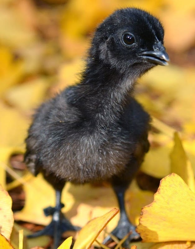 Ayam Cemani: A Rare Chicken Breed That is Black Inside Out | Reckon Talk
