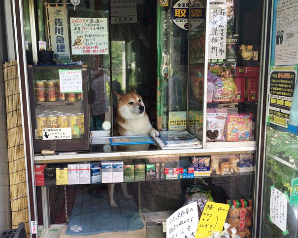 suziki shop, dog as salesmen, dog runs cigarette, cute japanese dog, shiba inu, intelligent dog, dogs of japan