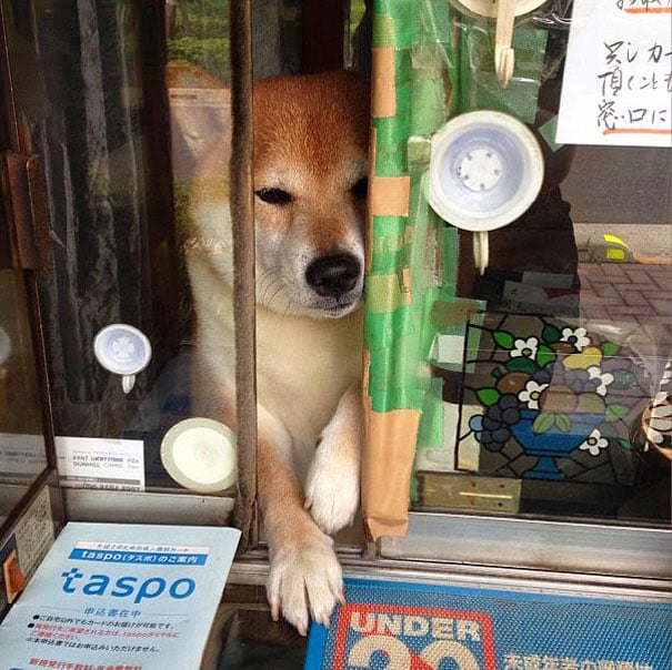 suziki shop, dog as salesmen, dog runs cigarette, cute japanese dog, shiba inu, intelligent dog, dogs of japan