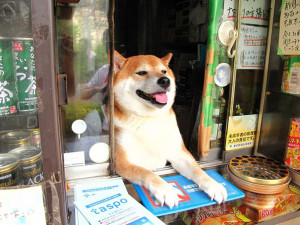 suziki shop, dog as salesmen, dog runs cigarette, cute japanese dog, shiba inu, intelligent dog, dogs of japan