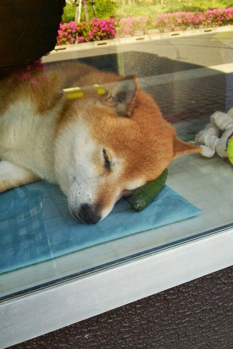 suziki shop, dog as salesmen, dog runs cigarette, cute japanese dog, shiba inu, intelligent dog, dogs of japan