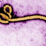 Ebola-virus