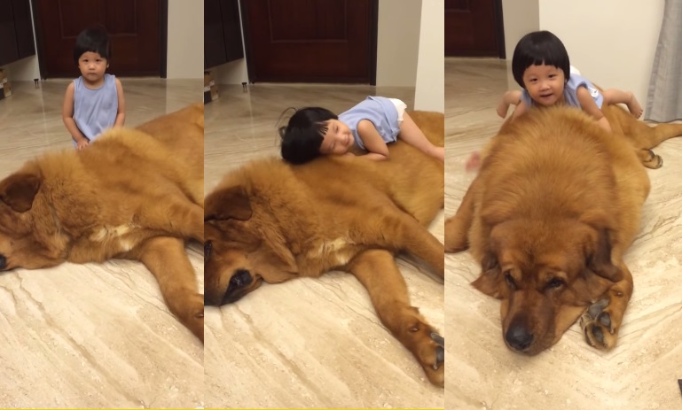 OMG! Little Chinese Girl Plays with Giant Tibetan Mastiff Dog | Viral Video  | Reckon Talk