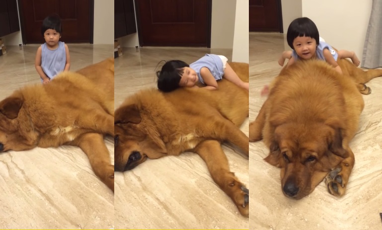 OMG! Little Chinese Girl Plays with Giant Tibetan Mastiff Dog | Viral Video | Reckon Talk OMG! Little Chinese Girl Plays with Giant Tibetan Mastiff Dog | Viral Video | Reckon Talk