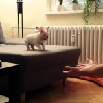 brave-puppy-jumps-into-ownersjpg
