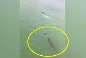 viral video, crocodile chases boy, crocodile, mexico, crocodile follows swimmer, men vs crocodile, facebook video, scary animal, animal attack, crocodile attack, crocodile in mexico